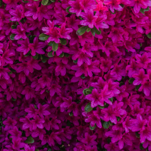 Azalea: kompozycja zapachowa / olejek zapachowy 100%