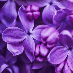 Lilac: kompozycja zapachowa / olejek zapachowy 100%