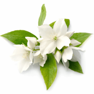 Jasmine: kompozycja zapachowa / olejek zapachowy 100%