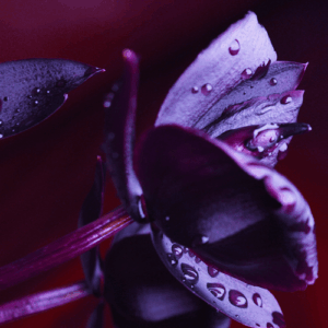 Black Orchid: kompozycja zapachowa / olejek zapachowy 100%