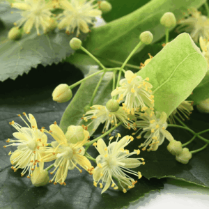Linden Blossom: kompozycja zapachowa / olejek zapachowy 100%