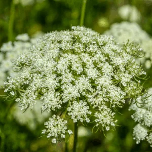 Olej z nasion marchwi tłoczony na zimno z nasion dzikiej marchwi