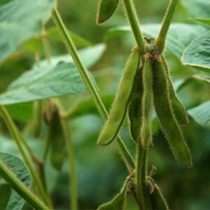 Olej sojowy (glycine max) nierafinowany eko