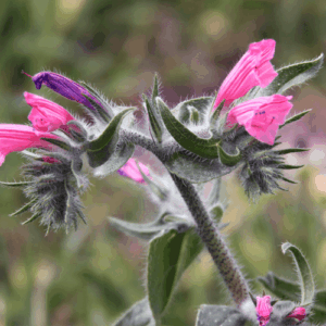 Olej z nasion żmijowca (echium plantagineum)