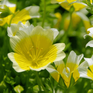Olej meadowfoam (limnanthes alba)