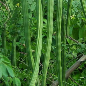 Olej moringa (moringa oleifera) nierafinowany