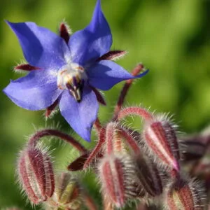 Olej z nasion ogórecznika (borago officinalis) nierafinowany eko