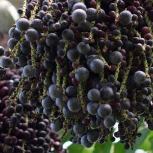 Olej z jagód acai (euterpe oleracea) nierafinowany - 30ml