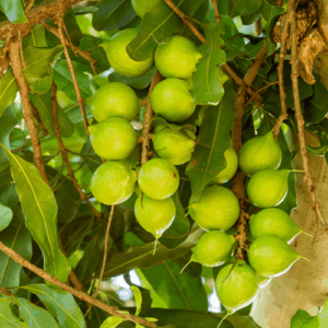 Olej makadamia (macadamia integrifolia) nierafinowany deodoryzowany eko