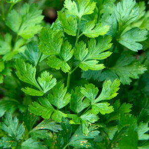 Olej z nasion pietruszki (petroselinum crispum) nierafinowany