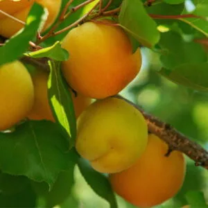 Olej morelowy (prunus armeniaca) nierafinowany eko