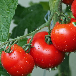 Olej z nasion pomidora (solanum lycopersicum) nierafinowany