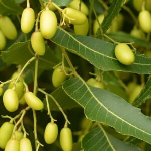 Olej z miodli indyjskiej nierafinowany (azadirachta indica) nierafinowany