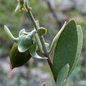 Olej jojoba złoty (simmondsia chinensis) nierafinowany