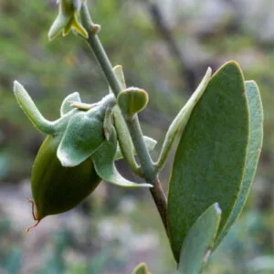 Olej jojoba złoty (simmondsia chinensis) nierafinowany