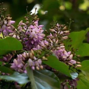 Olej karanja (millettia pinnata) nierafinowany