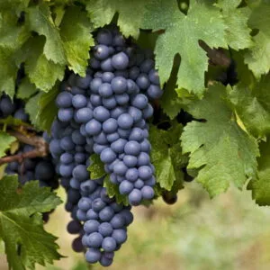 Olej winogronowy (vitis vinifera) nierafinowany