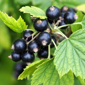 Olej z nasion czarnej porzeczki (ribes nigrum) nierafinowany