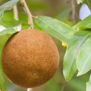 Olej chaulmoogra (hydnocarpus kurzii) nierafinowany