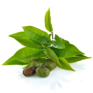 Olej z nasion herbaty (camellia sinensis) nierafinowany eko
