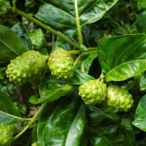 Olej noni (morinda citrifolia) nierafinowane