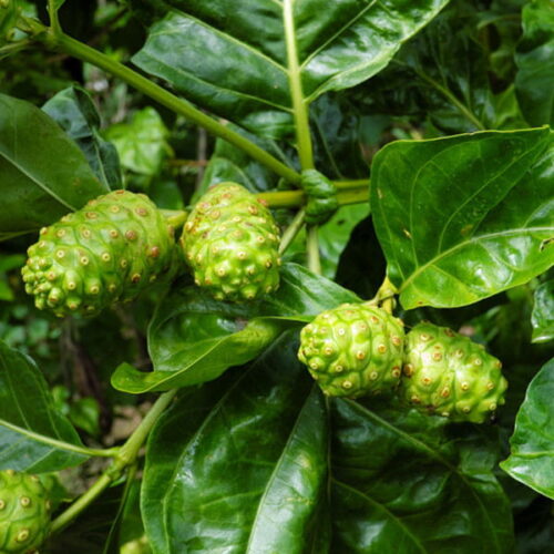 Olej noni (morinda citrifolia) nierafinowane