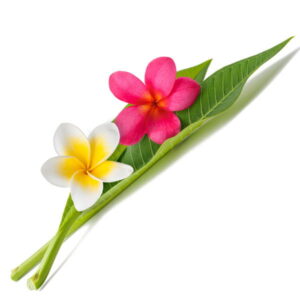 Fiji: kompozycja zapachowa / olejek zapachowy 100%