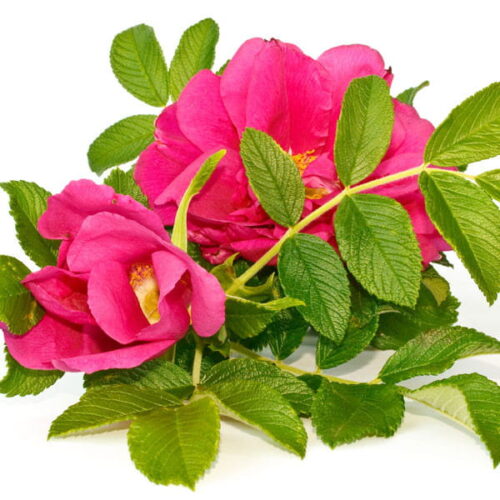 Briar Rose: kompozycja zapachowa / olejek zapachowy 100%