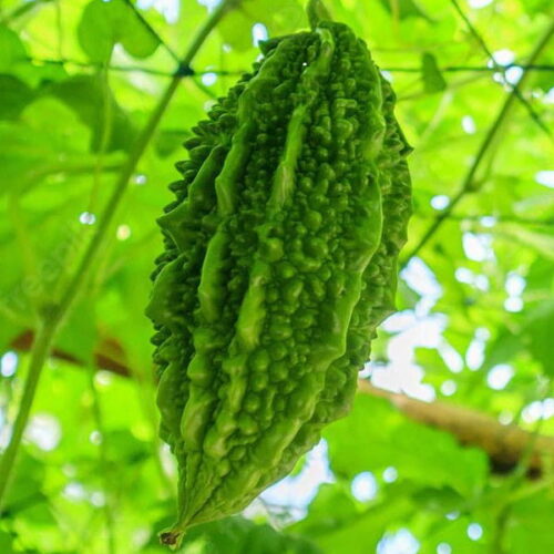 Olej z nasion balsamki ogórkowatej (momordica charantia) nierafinowany