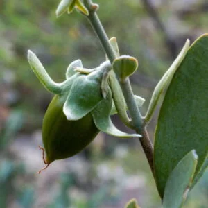 Masło jojoba