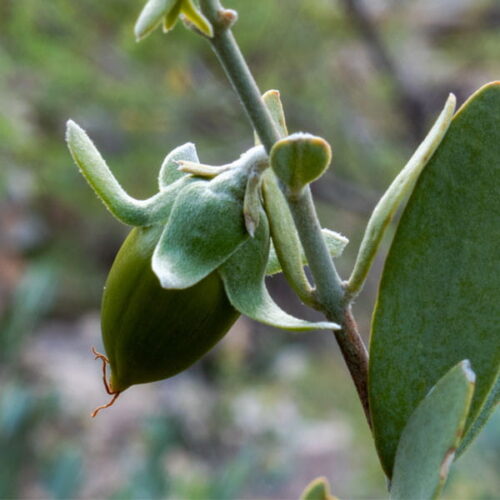 Masło jojoba
