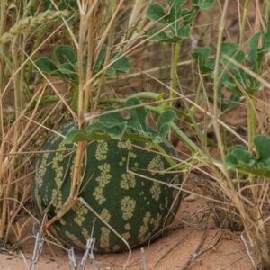Olej z nasion arbuza kalahari (citrullus lanatus) nierafinowany