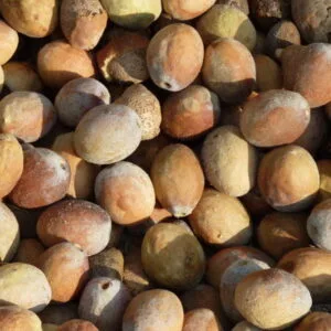 Olej mongongo/manketti (schinziophyton rautanenii) nierafinowany