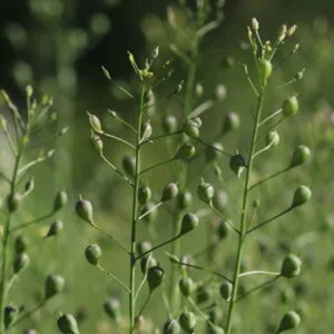 Olej rydzowy (camelina sativa) nierafinowany