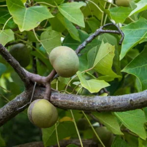 Olej kukui (aleurites moluccanus)