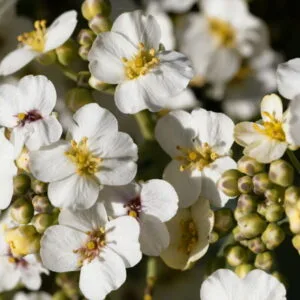 Olej abisyński (crambe abyssinica) rafinowany