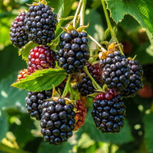 Olej z nasion jeżyny (rubus fruticosus) nierafinowany