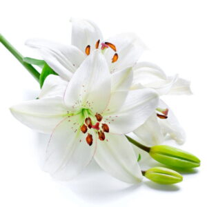 White Lily & Peach: kompozycja zapachowa / olejek zapachowy 100%