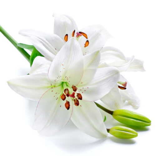 White Lily & Peach: kompozycja zapachowa / olejek zapachowy 100%