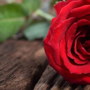 Sandalwood Rose: kompozycja zapachowa / olejek zapachowy 100%