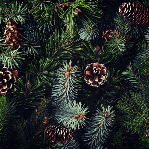 Pine Tree: kompozycja zapachowa / olejek zapachowy 100%