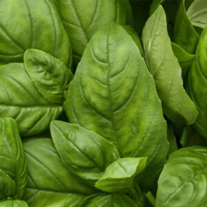 Basil: kompozycja zapachowa / olejek zapachowy 100%
