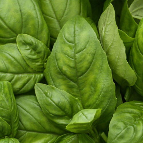 Basil: kompozycja zapachowa / olejek zapachowy 100%