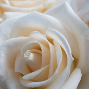 Vanilla Rose: kompozycja zapachowa / olejek zapachowy 100%