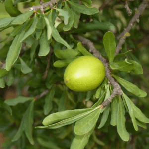 Olej arganowy (argania spinosa) nierafinowany