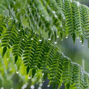 Olej pracaxi (pentaclethra macroloba) nierafinowany