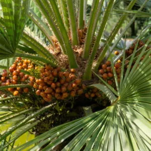 Olej tucuma (astrocaryum vulgare) nierafinowany