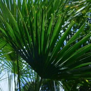 Olej sabalowy (serenoa repens) nierafinowany