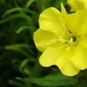 Olej z nasion wiesiołka (oenothera biennis) 9% GLA