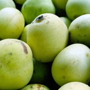 Olej marula (sclerocarya birrea) nierafinowany